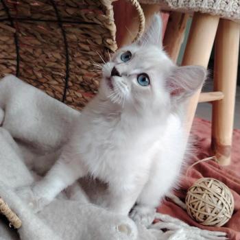 chaton Ragdoll blue tabby point Boromir Roha Des 3 Pas d'Ottiwa