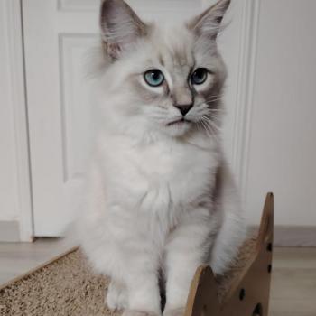 chaton Ragdoll blue tabby point Boromir Roha Des 3 Pas d'Ottiwa