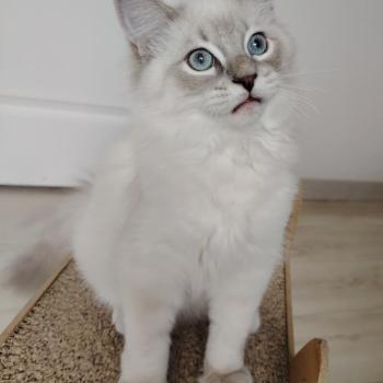 chaton Ragdoll blue tabby point Boromir Roha Des 3 Pas d'Ottiwa