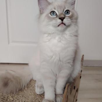 chaton Ragdoll blue tabby point Boromir Roha Des 3 Pas d'Ottiwa