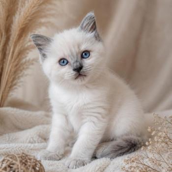 chaton Ragdoll blue point Brienne Lagertha Des 3 Pas d'Ottiwa