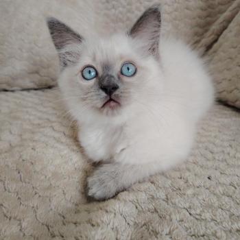 chaton Ragdoll blue point Brienne Lagertha Des 3 Pas d'Ottiwa