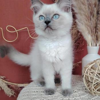 chaton Ragdoll blue point Brienne Lagertha Des 3 Pas d'Ottiwa