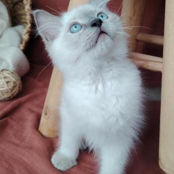 chaton Ragdoll blue point Brienne Lagertha Des 3 Pas d'Ottiwa