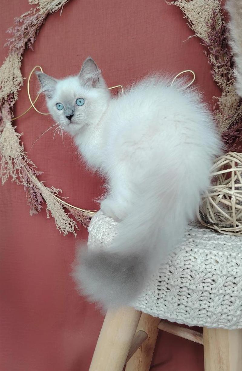 Brienne Lagertha Des 3 Pas d'Ottiwa Femelle Ragdoll
