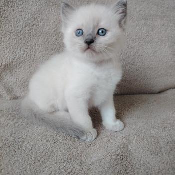 chaton Ragdoll blue point Bucéphale Farah Des 3 Pas d'Ottiwa