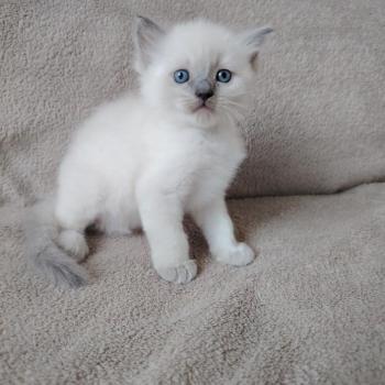 chaton Ragdoll blue point Bucéphale Farah Des 3 Pas d'Ottiwa