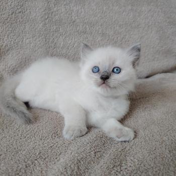 chaton Ragdoll blue point Bucéphale Farah Des 3 Pas d'Ottiwa