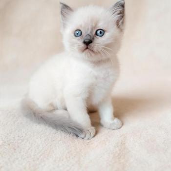 chaton Ragdoll blue point Bucéphale Farah Des 3 Pas d'Ottiwa
