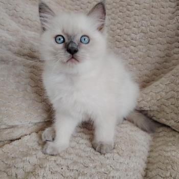 chaton Ragdoll blue point Bucéphale Farah Des 3 Pas d'Ottiwa