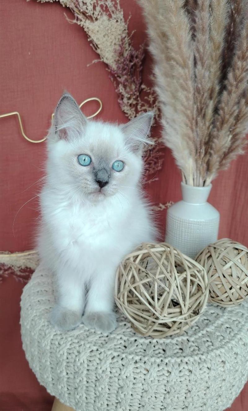Bucéphale Farah Des 3 Pas d'Ottiwa Mâle Ragdoll