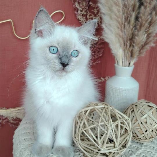 Bucéphale Farah Des 3 Pas d'Ottiwa Mâle Ragdoll