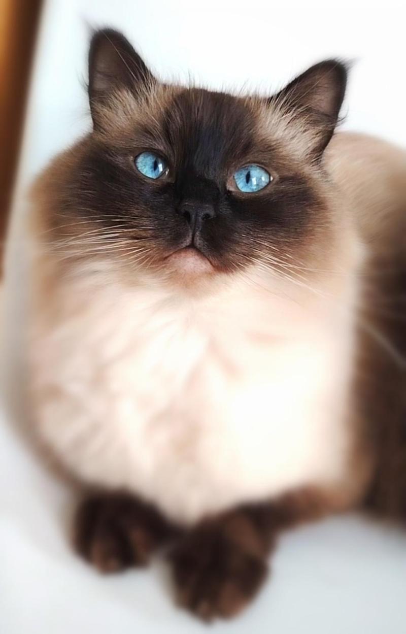 Tiki Des 3 Pas d'Obélia Femelle Ragdoll