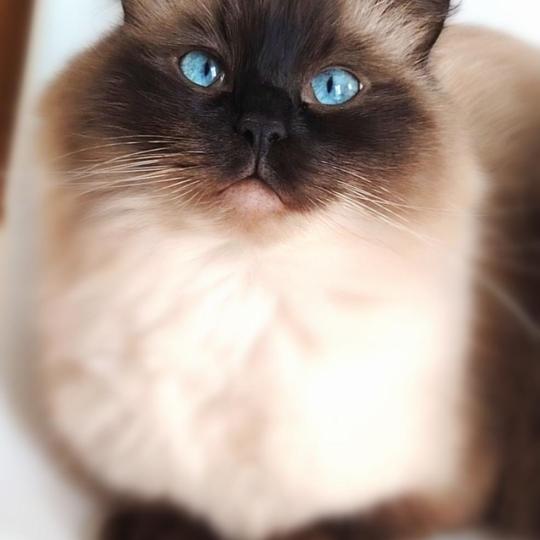 Tiki Des 3 Pas d'Obélia Femelle Ragdoll
