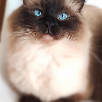 Tiki Des 3 Pas d'Obélia Femelle Ragdoll