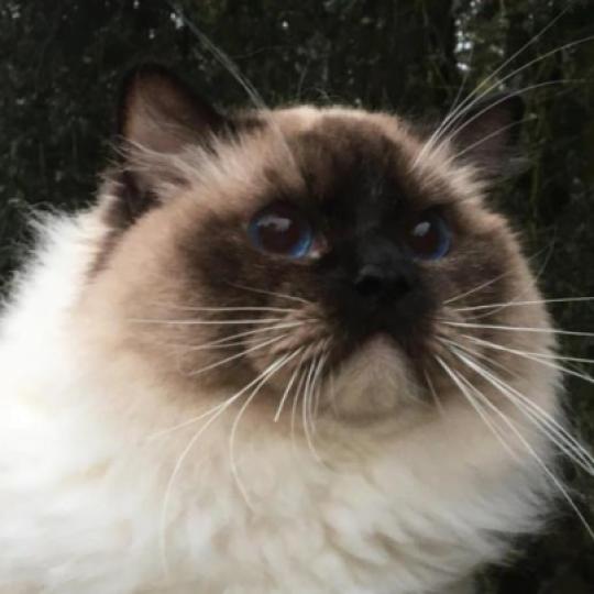 Othello 1er de Shangrila Mâle Ragdoll