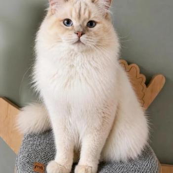 Ruby Chantall Lavender Mâle Ragdoll