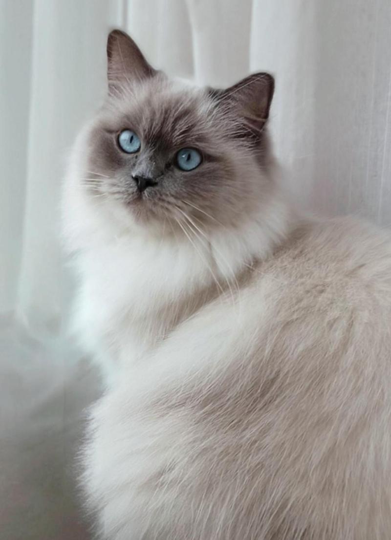 Talia Des 3 pas d' Obélia Femelle Ragdoll