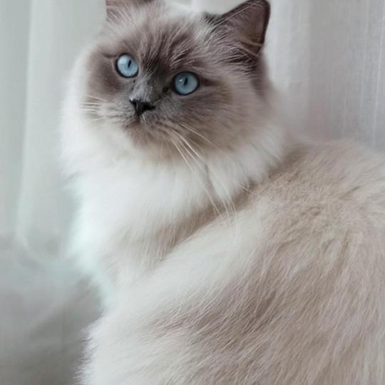 Talia Des 3 pas d' Obélia Femelle Ragdoll