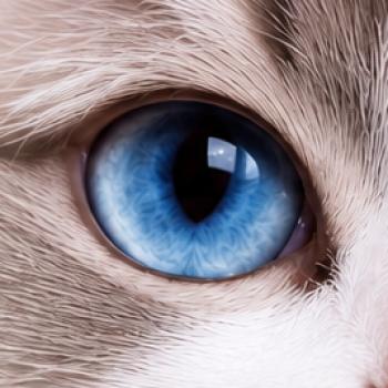 Le Ragdoll : look, caractère & entretien